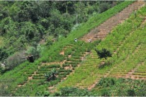 Berg 03 coca plantation of the kind found on the Colombia Venezuela border